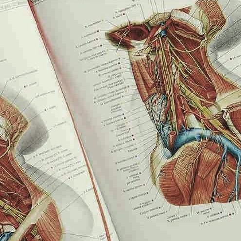 O Atlas de Anatomia Humana é uma obra-prima da anatomia macroscópica aclamada por sua alta qualidade e detalhes.